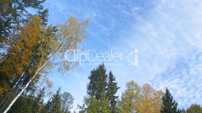 Clouds flying on blue sky and autumn forest time-lapse