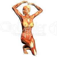 Muskelaufbau einer sportlichen Frau