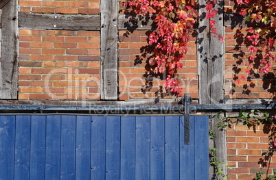 Detail einer Fachwerkwand mit rotem Weinlauf und blauem Tor