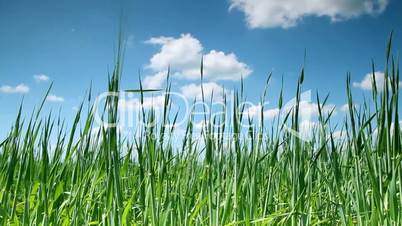 Green Grass and sky