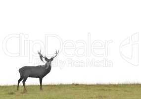 deer