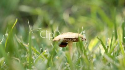 ladybird and mushroom