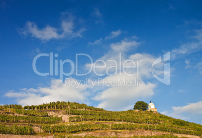 Weinberg und Aussichtsturm