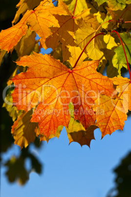 Herbstblätter