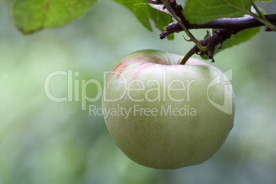 Apfel am Baum - Apple at a Tree