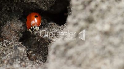 ladybug and ants.