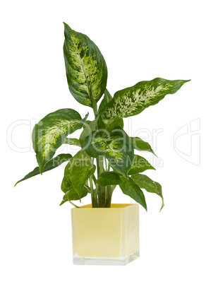 Houseplant