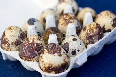 Wachteleier - Quail Eggs