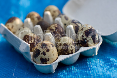 Wachteleier - Quail Eggs