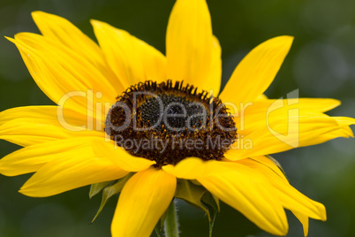 Gemeine Sonnenblume - Helianthus annuus