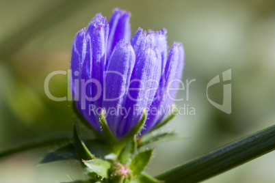 Gemeine Wegwarte - Cichorium intybus