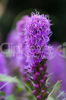 Prachtscharte - Liatris spicata