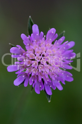 Wiesen-Witwenblume - Knautia arvensis