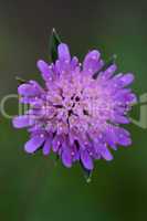 Wiesen-Witwenblume - Knautia arvensis