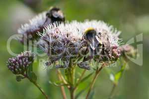 Gewöhnlicher Wasserdost - Eupatorium cannabinum