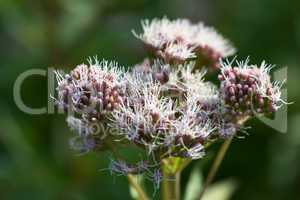 Gewöhnlicher Wasserdost - Eupatorium cannabinum