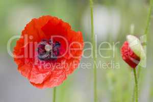 Klatschmohn - Papaver rhoeas