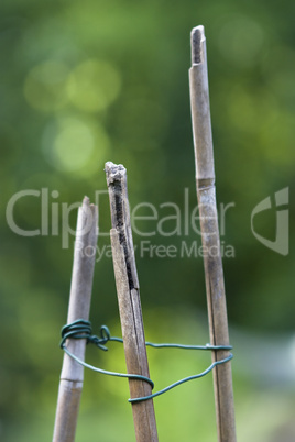 Bambusstäbe - Bamboo poles