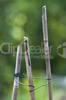Bambusstäbe - Bamboo poles