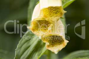 Gelber Fingerhut - Digitalis lutea