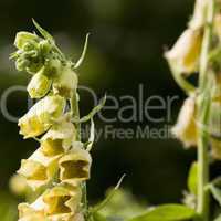 Gelber Fingerhut - Digitalis lutea