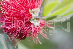 Zylinderputzer - Callistemon comboynensis