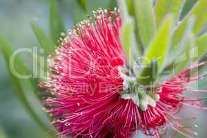 Zylinderputzer - Callistemon comboynensis