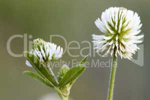 Berg-Klee - Trifolium montanum