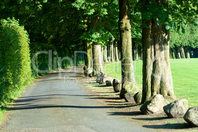 Weg mit Bäumen - Road with Trees