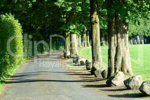 Weg mit Bäumen - Road with Trees