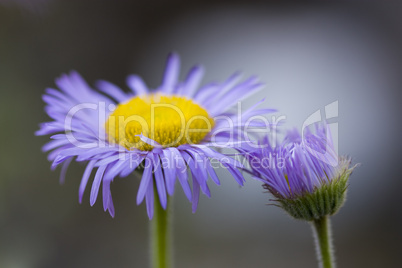 Kahles Berufkraut - Erigeron glabratus