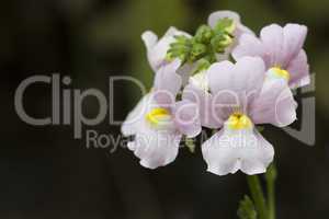 Duft Nemesie - Nemesia Fruticans