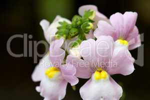 Duft Nemesie - Nemesia Fruticans