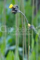 Wiesen-Habichtskraut - Hieracium Caespitosum