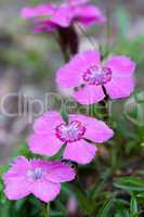 Alpen-Nelke - Dianthus alpinus