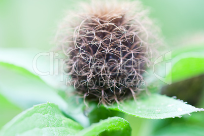 Perücken-Flockenblume - Centaurea Pseudophrygia