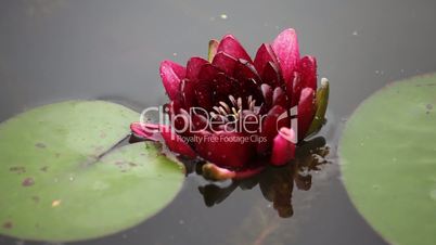 Red lotuses