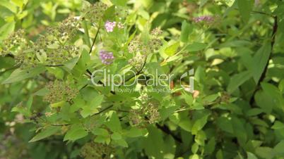 decorative bush.
