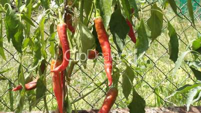 hot peppers.