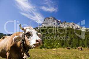 Alpe Veglia mountain pasture