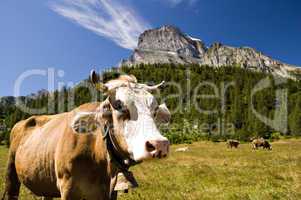 Alpe Veglia mountain pasture