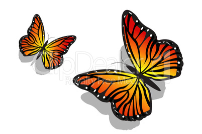 pair of butterfly