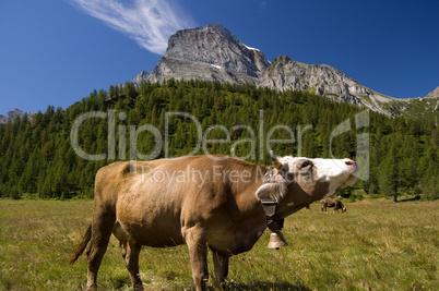 Cow in Alpe Veglia mountain pasture