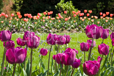 violet tulips in a garden