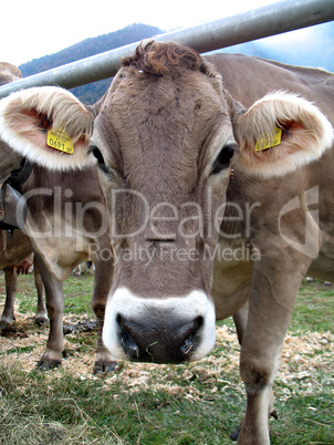 muzzle cow