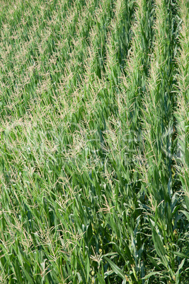 Green corn field in summer