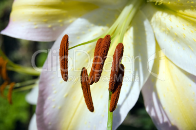 Golden rayed lily