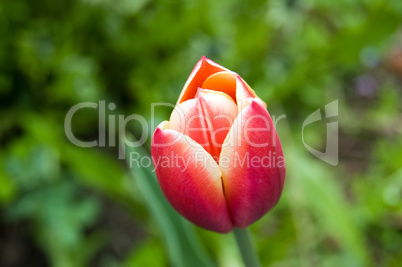 orange pink tulip