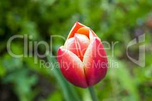 orange pink tulip