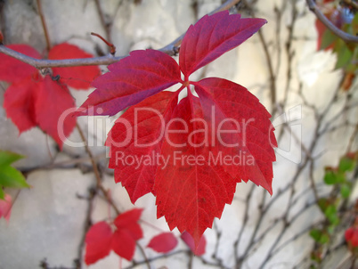red leaf in september